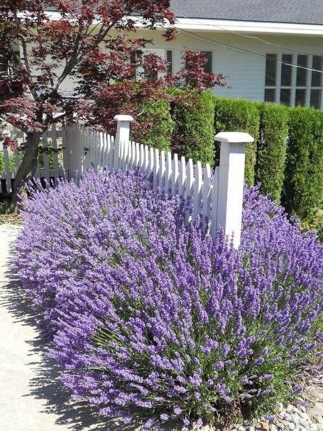 Purple Gateway Fragrance