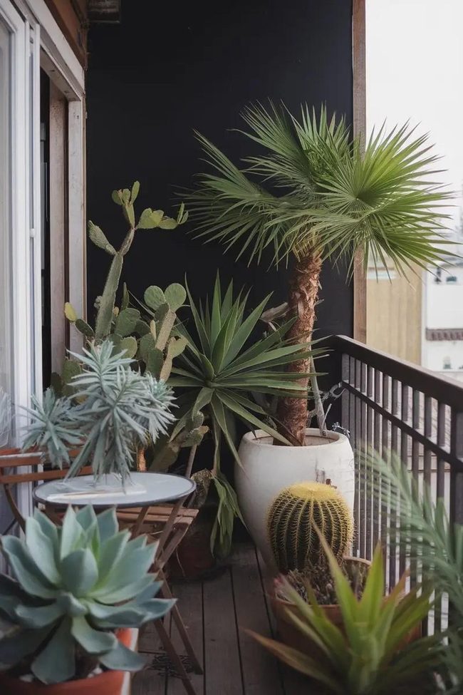 Black Walls Make Green Plants Pop