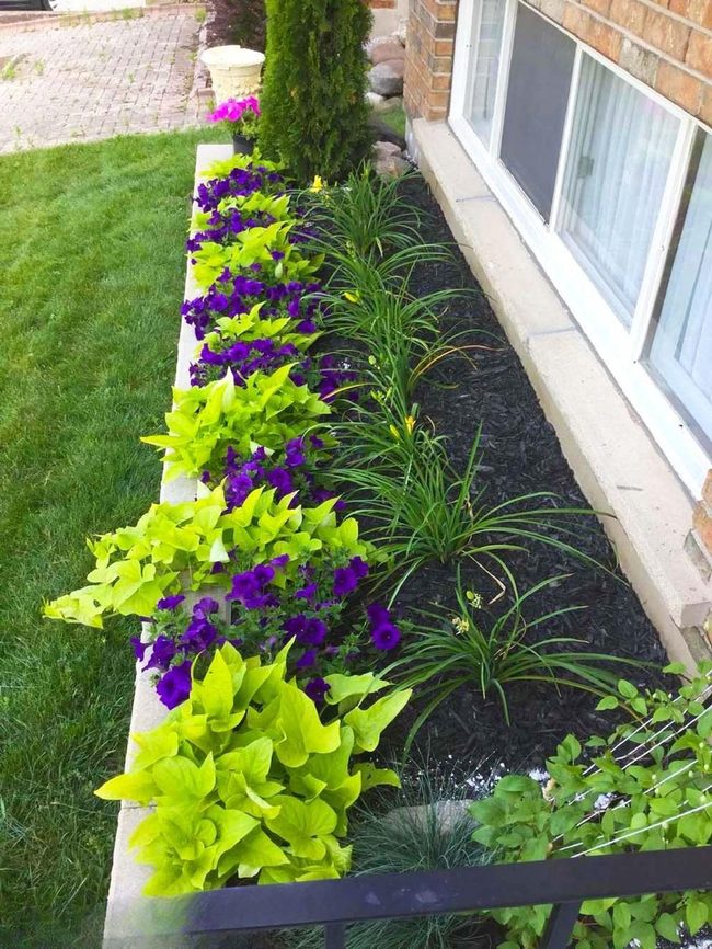 Purple Petunias And Lime Green Vines