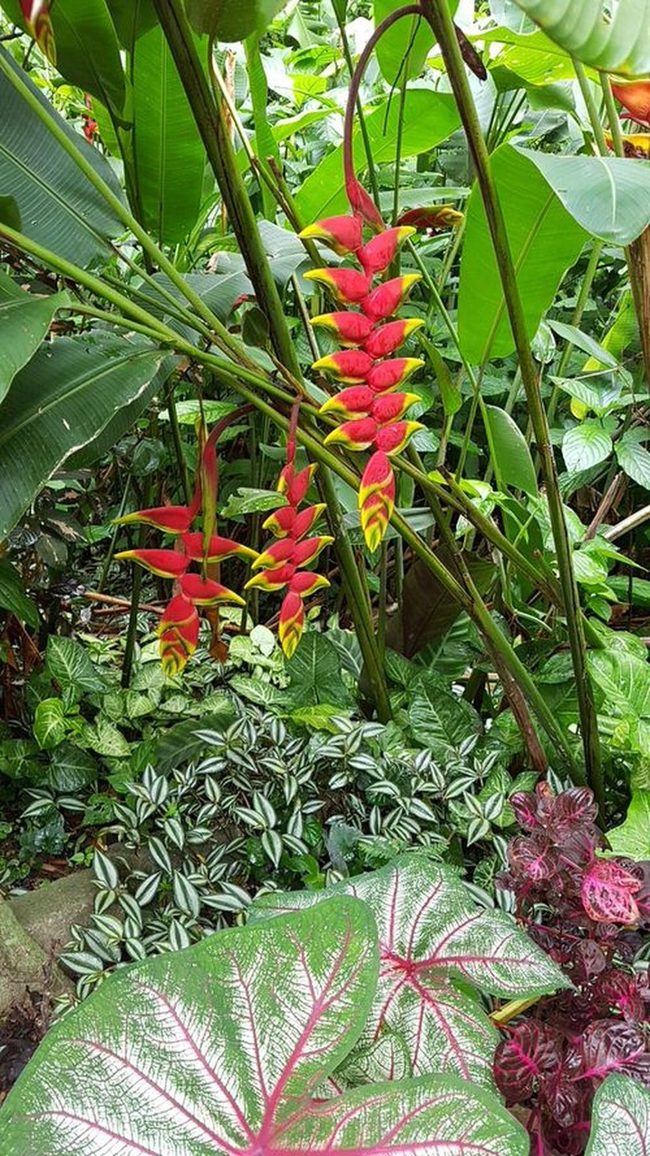 Pink And Red Tropical Leaf Explosion