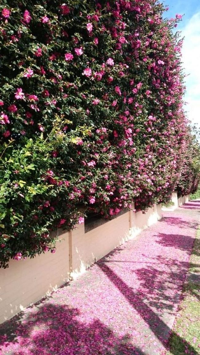Pink Blossoms Spilling Over Garden Walls