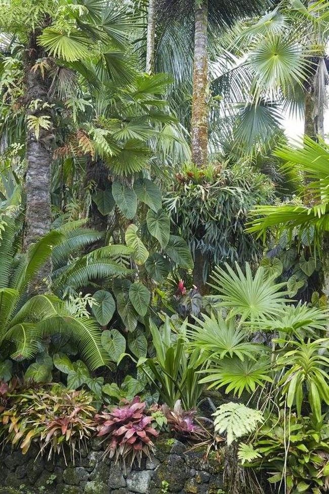 Homegrown Tropical Garden Oasis