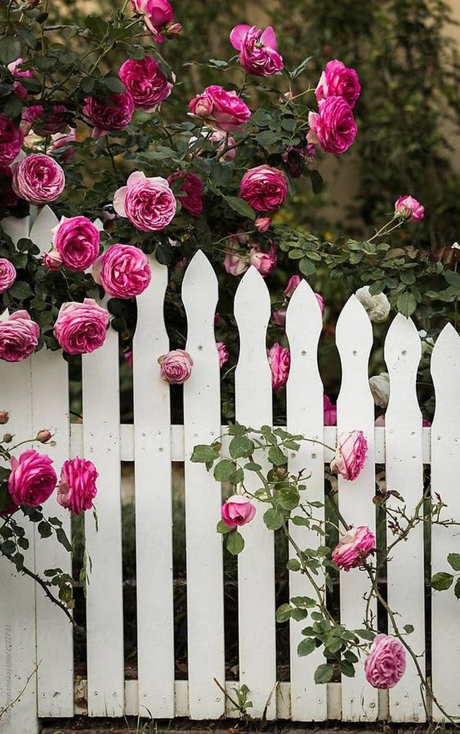Pink Roses On White Picket Fence