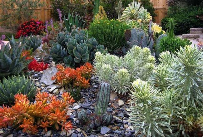 Drought-Tolerant Succulents Low Maintenance Garden