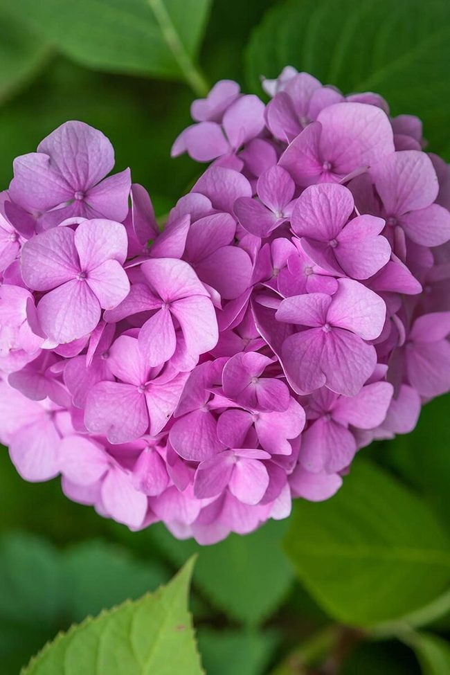 Blue To Pink Bigleaf Hydrangea Blooms