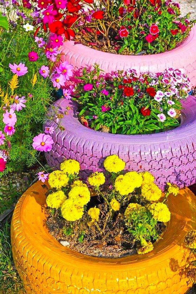 Painted Tires, Blooming Gardens