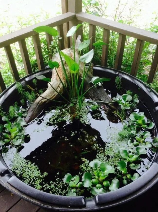 Black Water Garden In Pocket Space