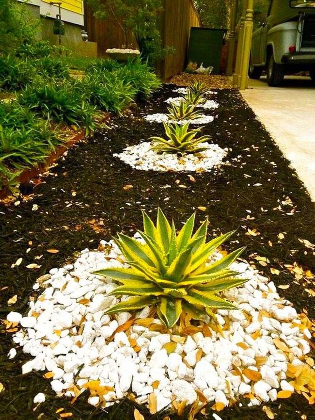 Green And Yellow Succulents On White Pebbles
