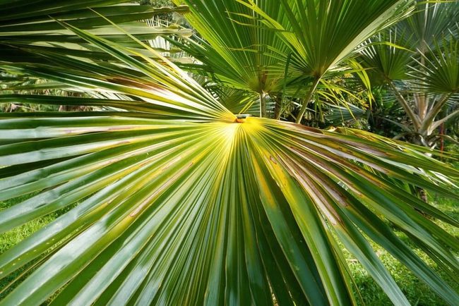 Golden-Frond Palms Slow Growth Stunner
