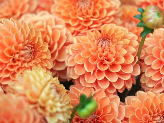Massive Blooms Attract Hungry Pollinators