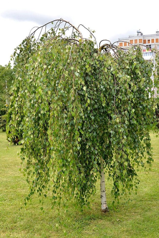 Dwarf Weeping Birch For Small Spaces