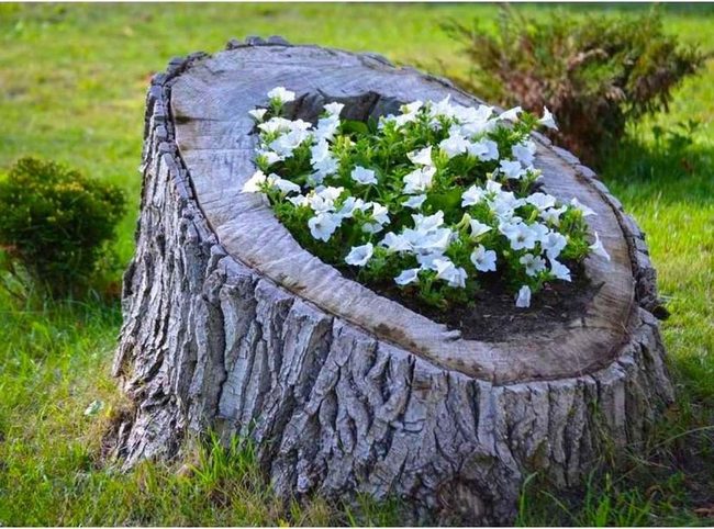 Weathered Wood White Petunias