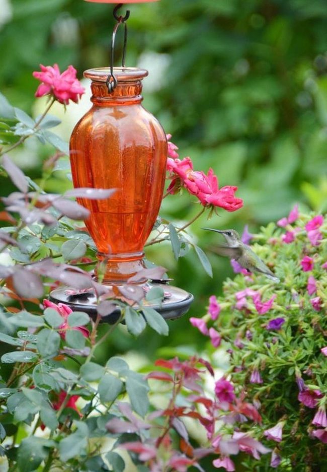 Bright Orange Nectar For Hummingbirds