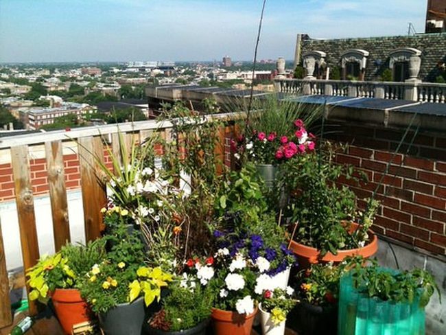 Rooftop Blooms Urban Garden Escape