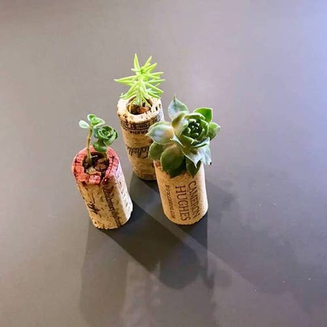 Small Green Guests In Cork
