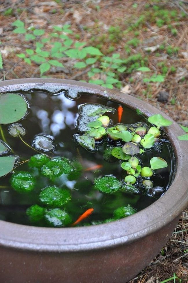 Orange Fish Water Ecosystems