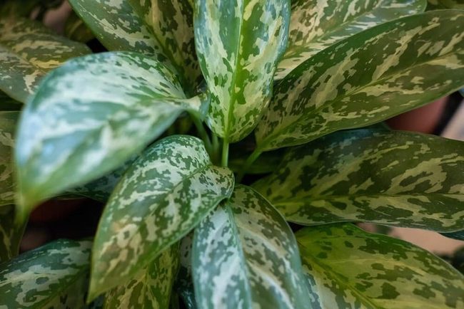 Cream-Patterned Green Thrives Dark