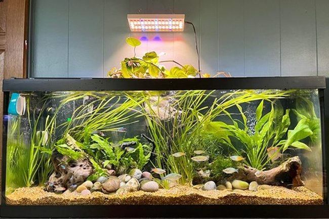 Pothos Waterfall Over Aquarium