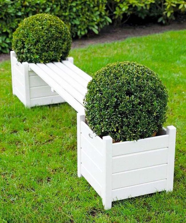 Rounded Green Topiaries In White Planters