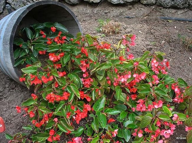 Scattered Blooms Tumbling Free