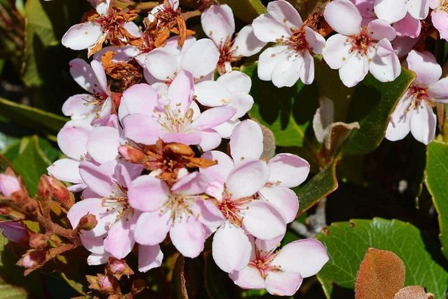 Compact Blooms For Coastal Gardens