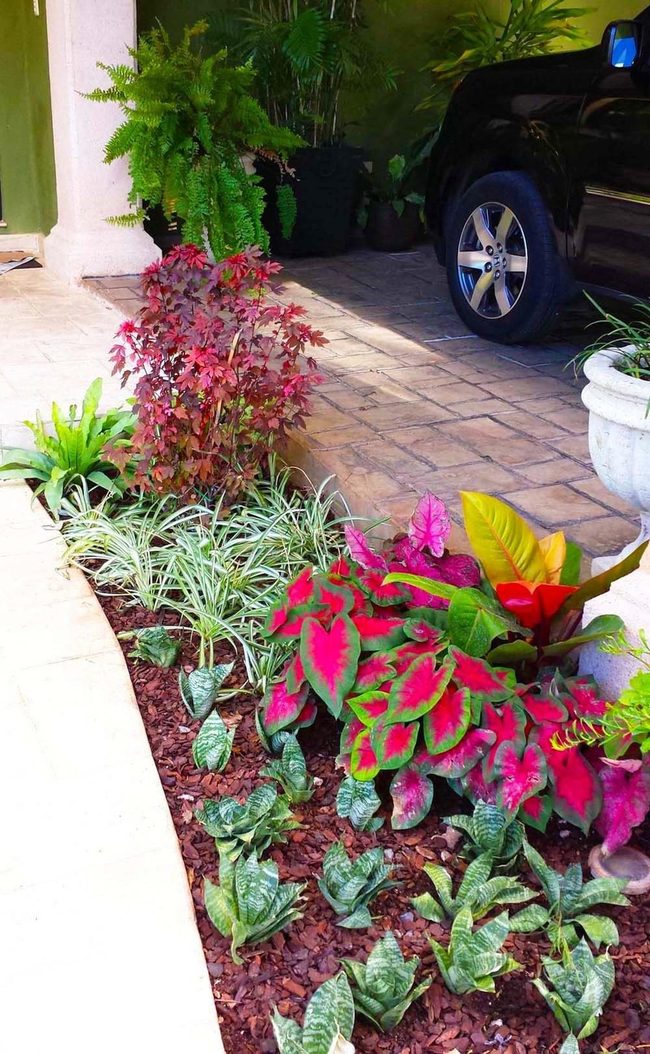 Colorful Coleus Frames Your Driveway
