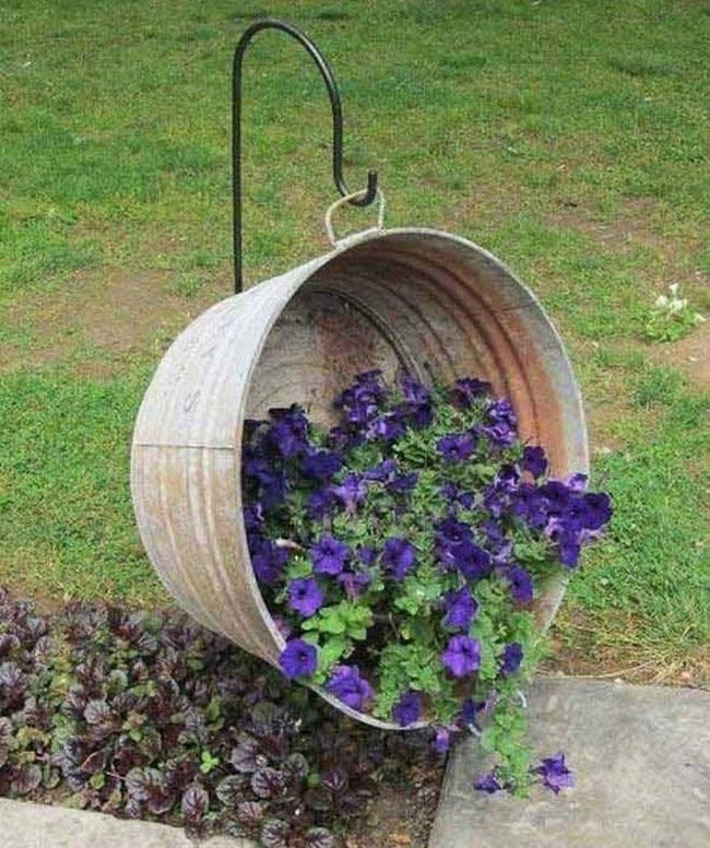 Cascading Petunias In Galvanized Tubs