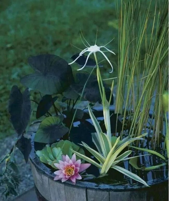 Pink Lily In Wooden Barrel