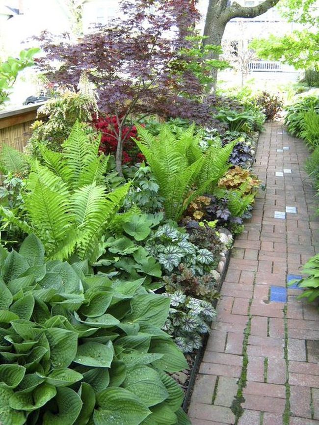 Caladiums And Ferns Layered Lush