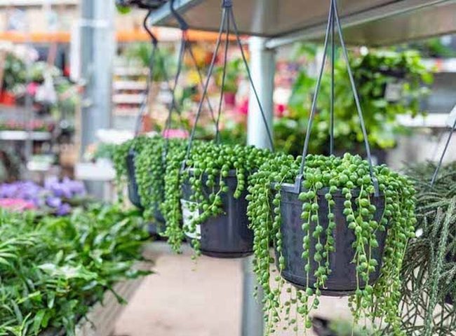 Cascading Succulents In Hanging Buckets