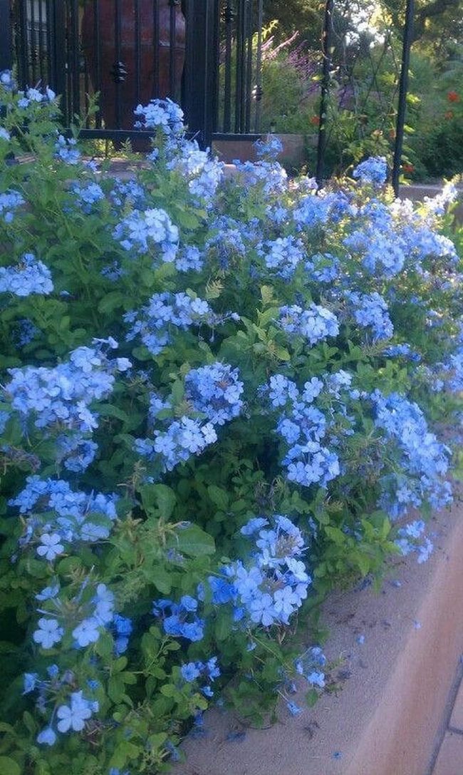 Blue Blooms Quiet Garden Retreat