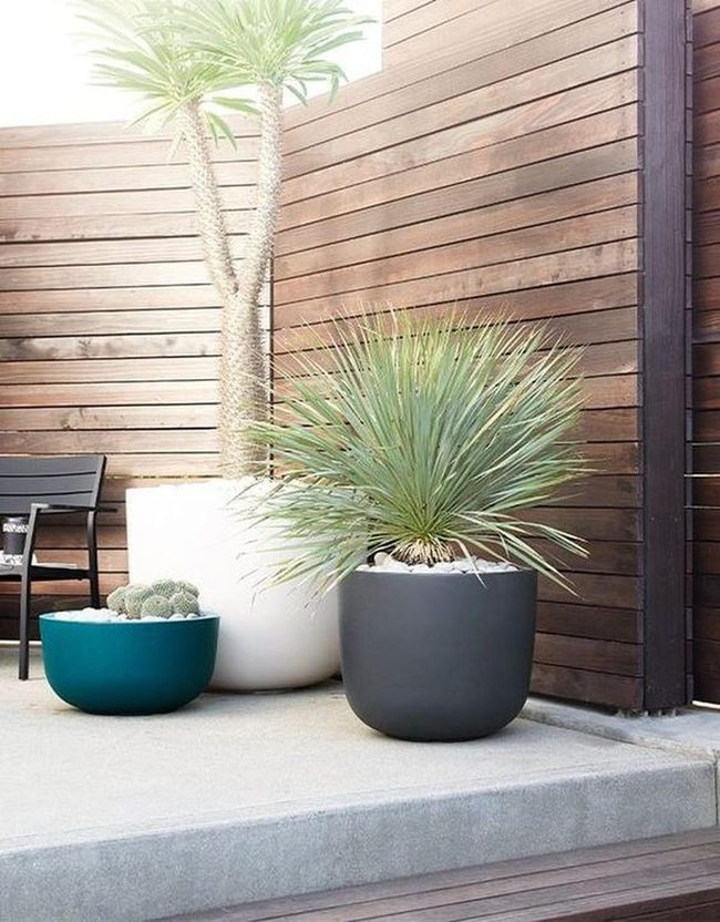 Three Potted Plants Against Wood