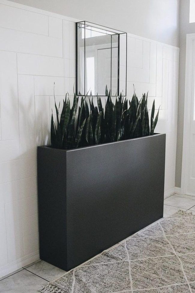 Black Planter, White Patterned Walls