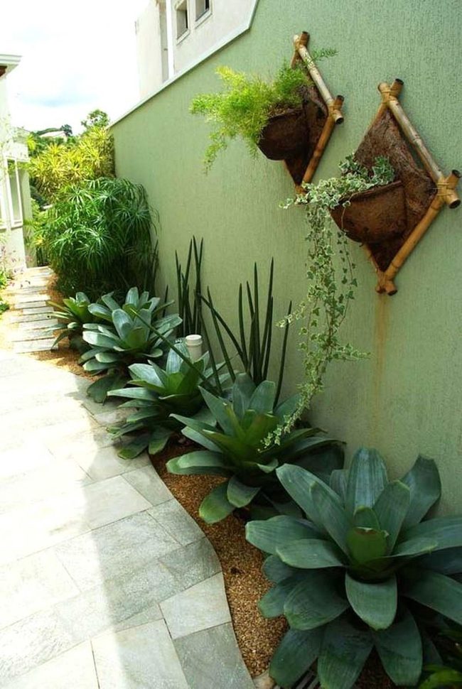 Tropical Sword Plants Garden Escape