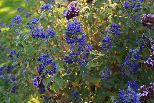 Blue-Green Flowering Shrub Perfection