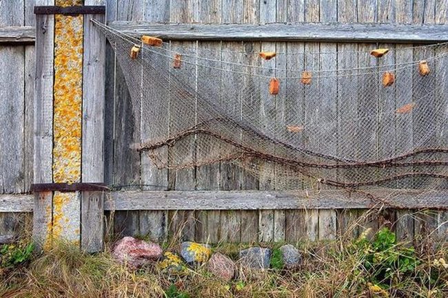 Moss-Covered Wood With Coastal Nets