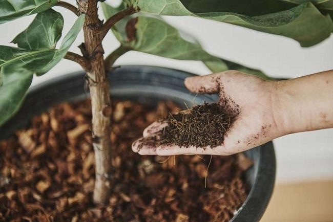 Rich Compost Enhanced Potting Soil