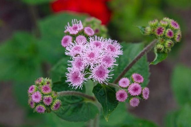 Purple Blooms That Repel Insects