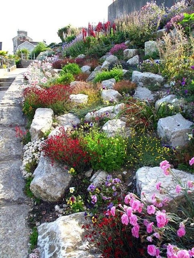 Jewel-Bright Blooms Between Stone