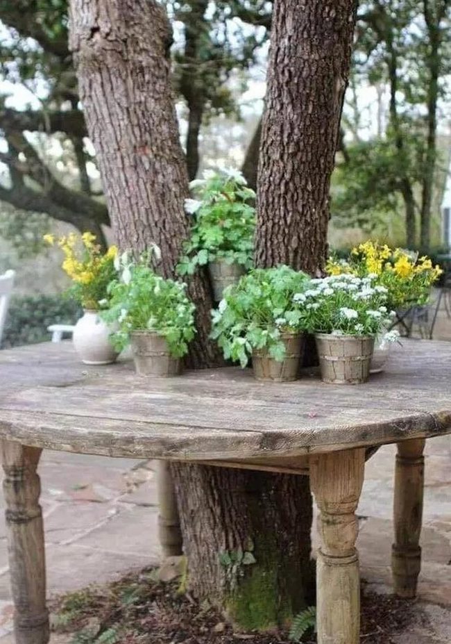 Living Tree Wooden Table