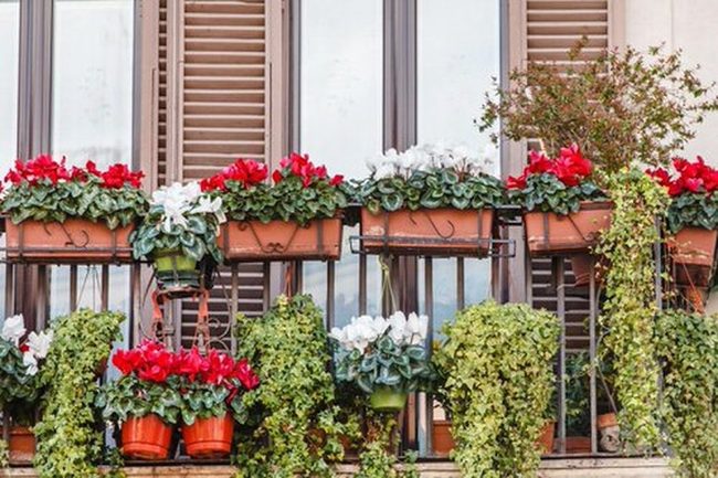 Pink And Burgundy Balcony Blooms