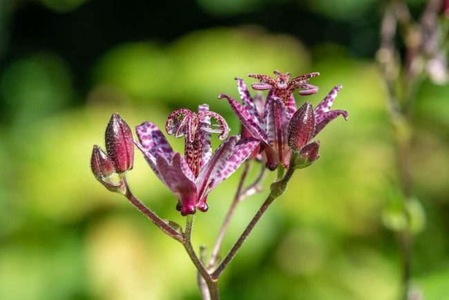 Spotted Pink Petals In Shade