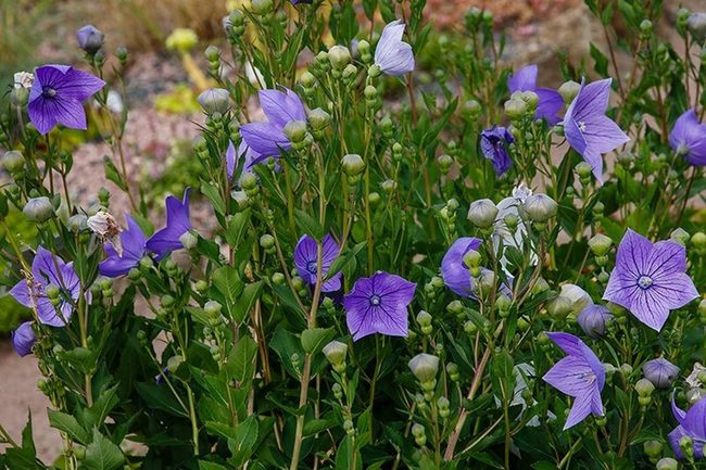 Blue-Violet Blooms Late Summer Glory