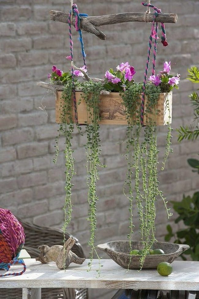 Trailing Succulents In Weathered Wood