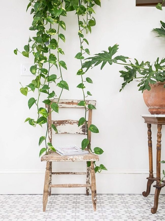 Green Vines On Weathered Wood