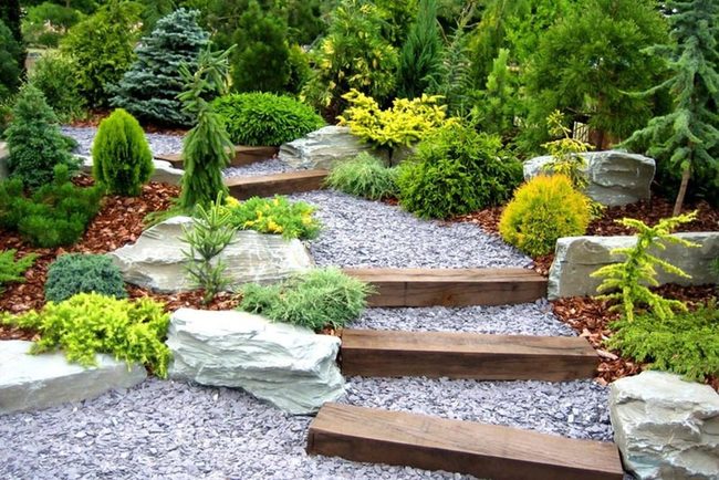 Golden Arborvitae Garden Path