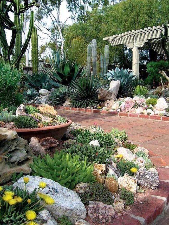 Succulent Stone Desert Escape