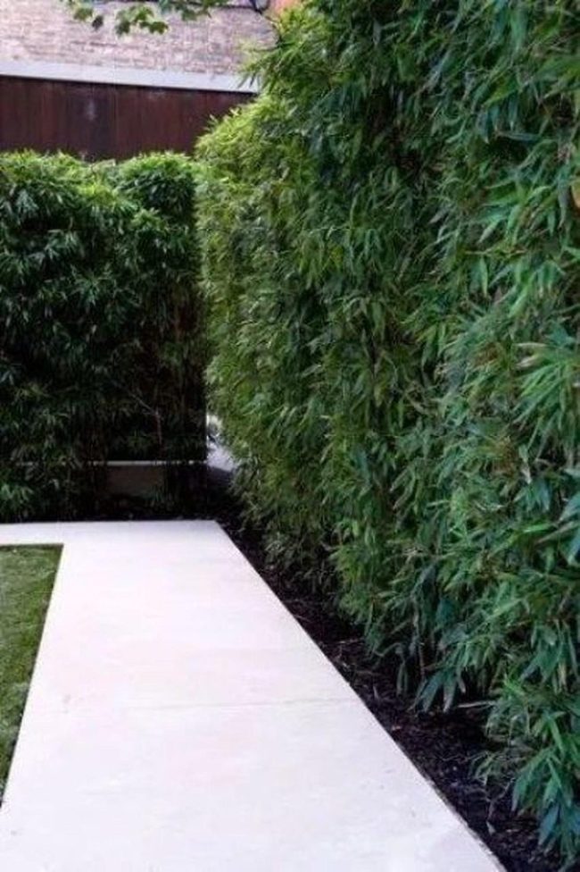 White Paths Through Bamboo Stillness
