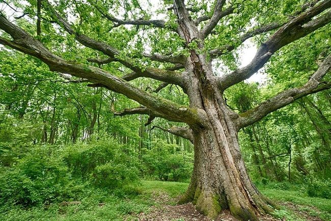Sprawling White Oak Canopy