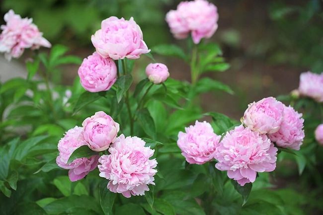 Raspberry Pink Peony Blooms